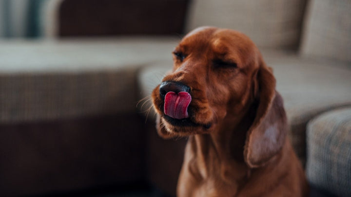 Darmsanierung beim Hund – Schritt II: Aufbauen & Regenerieren – Schleimhautpflege und Mikrobiota stärken
