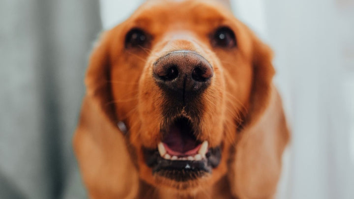 Darmsanierung beim Hund – Schritt III: Stabilisieren & Rückfälle vermeiden – Langfristige Darmgesundheit