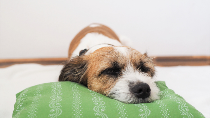 Was tun bei Durchfall oder Verstopfung beim Hund?