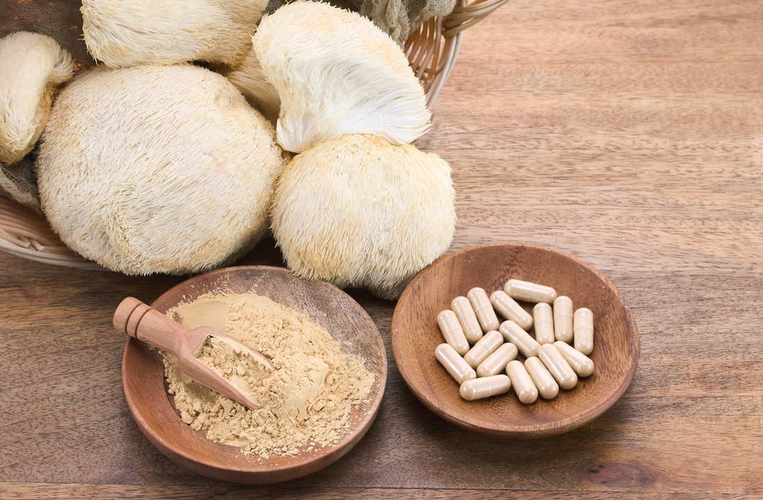 Hericium für Hunde: Natürliche Unterstützung bei empfindlichem Magen und Stress