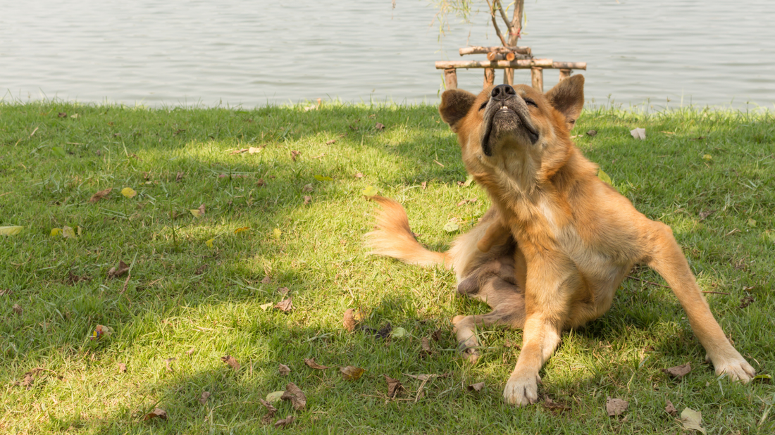 Allergien beim Hund im Frühling: Wenn Darm und Immunsystem aus dem Gleichgewicht geraten