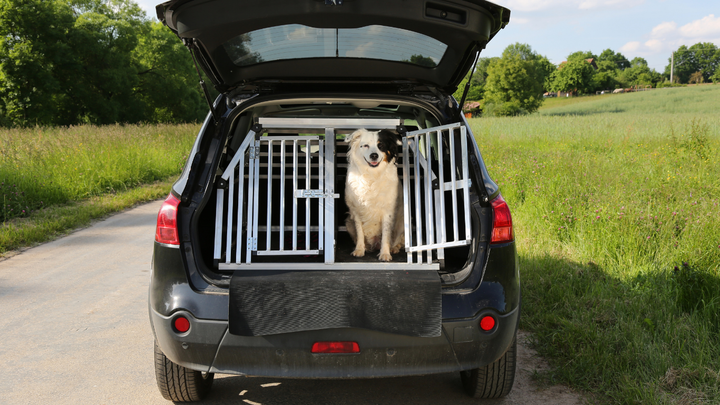 Reisen mit Hund im Sommer: Wenn der Darm mitreist