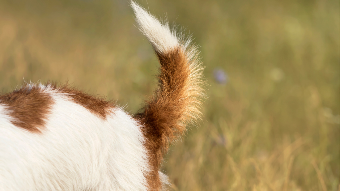 Hund Analdrüse Schlittenfahren – was tun?