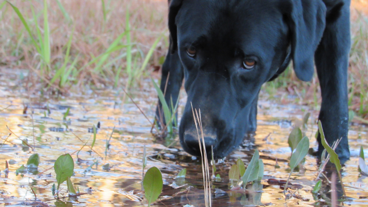 Giardien beim Hund – was nach dem Sommerspaziergang passiert