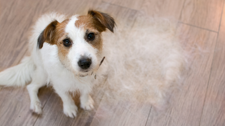 Fellwechsel beim Hund: Mit der richtigen Ernährung durch die Übergangsjahreszeit