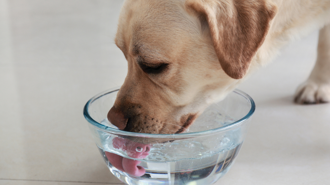 Mein Hund trinkt zu wenig - Tipps für Trinkmuffel im Sommer