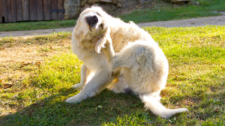 Was ist Histamin – und wie wirkt es im Hundekörper?