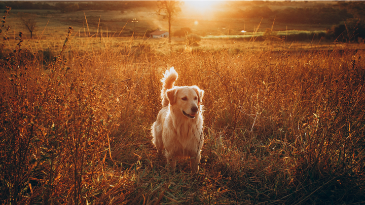 Ernährungsmanagement beim Hund – drei Aspekte im Überblick