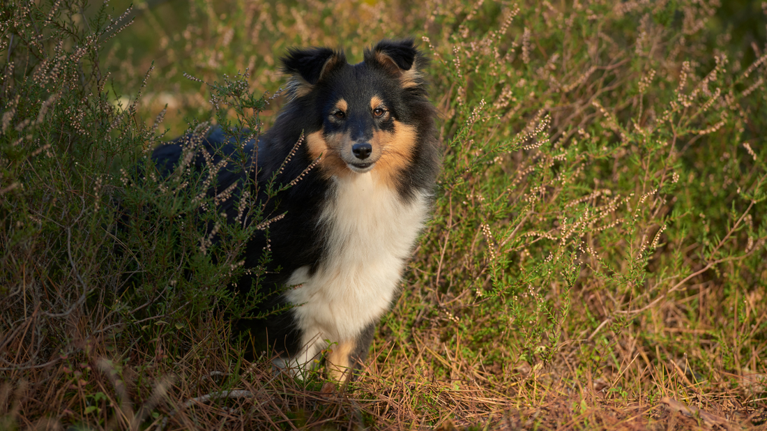 Saisonale Ernährungsaspekte beim Hund – der Übergang in den Herbst