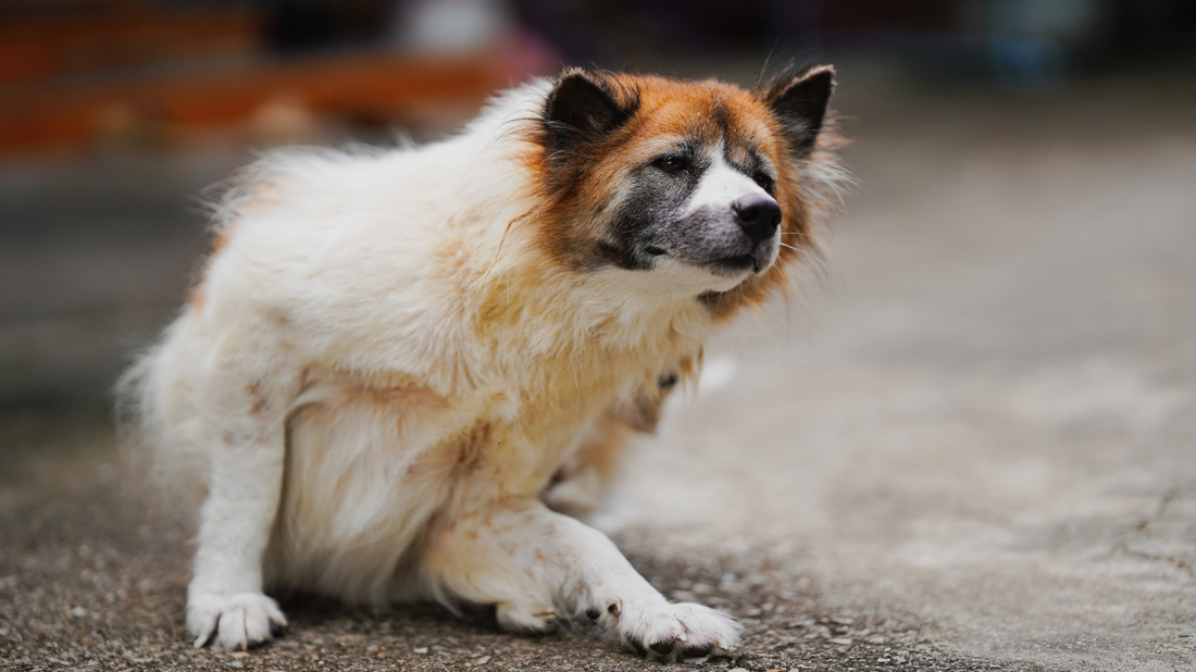 Wann ist Kefir für Hunde ungeeignet? Wichtige Hinweise für Hundehalter