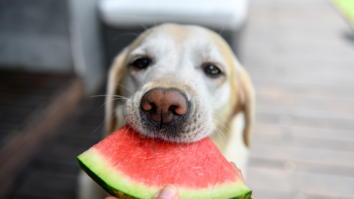 Sommer-Fütterung beim Hund: Leichter, kühler, bekömmlicher