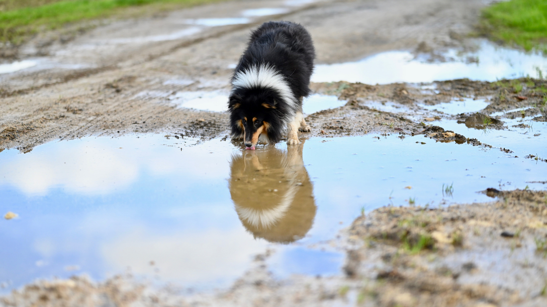 Keime & Parasiten im Sommer: Unsichtbare Gefahren für den Hundedarm