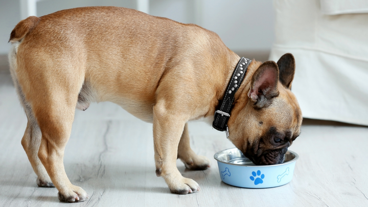 Akazienfaser, Inulin, Flohsamenschalen: Welches Präbiotikum für welchen Hund?