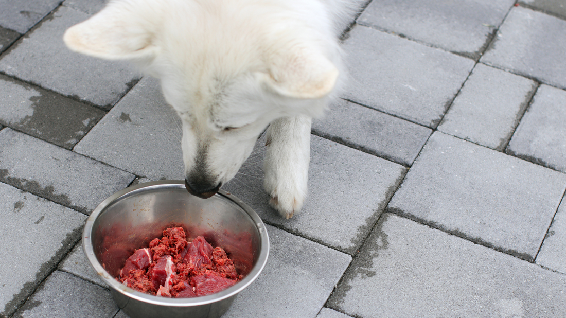 Lebensmittel und Histamingehalt – was Hundehalter wissen sollten
