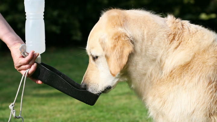 Trinkmenge beim Hund im Sommer